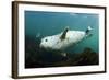 Grey Seal (Halichoerus Grypus) Swimming Amongst Kelp, Farne Islands, Northumberland, England, UK-Alex Mustard-Framed Photographic Print