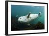 Grey Seal (Halichoerus Grypus) Swimming Amongst Kelp, Farne Islands, Northumberland, England, UK-Alex Mustard-Framed Photographic Print