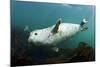 Grey Seal (Halichoerus Grypus) Swimming Amongst Kelp, Farne Islands, Northumberland, England, UK-Alex Mustard-Mounted Photographic Print