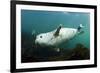 Grey Seal (Halichoerus Grypus) Swimming Amongst Kelp, Farne Islands, Northumberland, England, UK-Alex Mustard-Framed Photographic Print