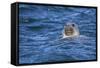 Grey Seal (Halichoerus Grypus) Swimming, Farne Islands, Seahouses, Northumberland, England-Ann and Steve Toon-Framed Stretched Canvas