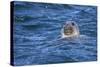 Grey Seal (Halichoerus Grypus) Swimming, Farne Islands, Seahouses, Northumberland, England-Ann and Steve Toon-Stretched Canvas