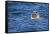 Grey Seal (Halichoerus Grypus) Swimming, Farne Islands, Seahouses, Northumberland, England-Ann and Steve Toon-Framed Stretched Canvas