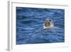 Grey Seal (Halichoerus Grypus) Swimming, Farne Islands, Seahouses, Northumberland, England-Ann and Steve Toon-Framed Photographic Print