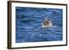 Grey Seal (Halichoerus Grypus) Swimming, Farne Islands, Seahouses, Northumberland, England-Ann and Steve Toon-Framed Photographic Print