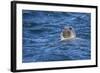 Grey Seal (Halichoerus Grypus) Swimming, Farne Islands, Seahouses, Northumberland, England-Ann and Steve Toon-Framed Photographic Print