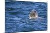Grey Seal (Halichoerus Grypus) Swimming, Farne Islands, Seahouses, Northumberland, England-Ann and Steve Toon-Mounted Photographic Print
