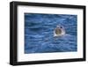 Grey Seal (Halichoerus Grypus) Swimming, Farne Islands, Seahouses, Northumberland, England-Ann and Steve Toon-Framed Photographic Print