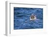 Grey Seal (Halichoerus Grypus) Swimming, Farne Islands, Seahouses, Northumberland, England-Ann and Steve Toon-Framed Photographic Print