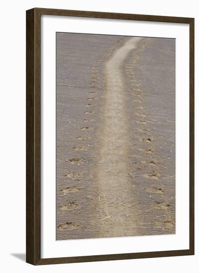Grey Seal (Halichoerus grypus) tracks in sand, Donna Nook, Lincolnshire, England-Dave Pressland-Framed Photographic Print