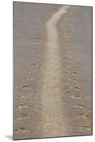 Grey Seal (Halichoerus grypus) tracks in sand, Donna Nook, Lincolnshire, England-Dave Pressland-Mounted Photographic Print