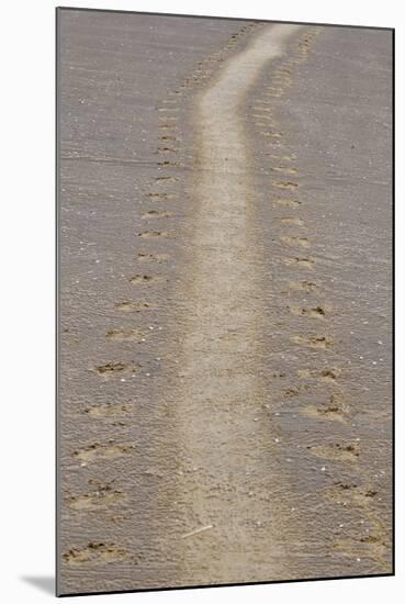 Grey Seal (Halichoerus grypus) tracks in sand, Donna Nook, Lincolnshire, England-Dave Pressland-Mounted Photographic Print