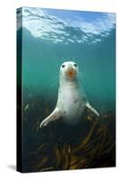 Grey Seal (Halichoerus Grypus) Underwater Amongst Kelp. Farne Islands, Northumberland, England-Alex Mustard-Stretched Canvas