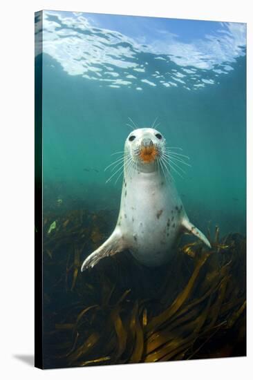 Grey Seal (Halichoerus Grypus) Underwater Amongst Kelp. Farne Islands, Northumberland, England-Alex Mustard-Stretched Canvas