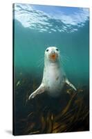 Grey Seal (Halichoerus Grypus) Underwater Amongst Kelp. Farne Islands, Northumberland, England-Alex Mustard-Stretched Canvas