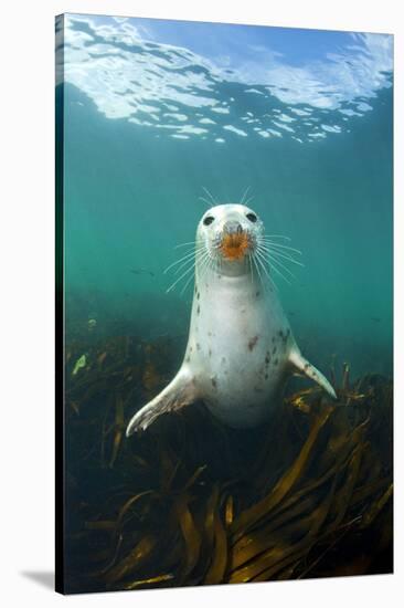 Grey Seal (Halichoerus Grypus) Underwater Amongst Kelp. Farne Islands, Northumberland, England-Alex Mustard-Stretched Canvas