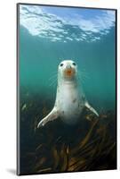 Grey Seal (Halichoerus Grypus) Underwater Amongst Kelp. Farne Islands, Northumberland, England-Alex Mustard-Mounted Photographic Print