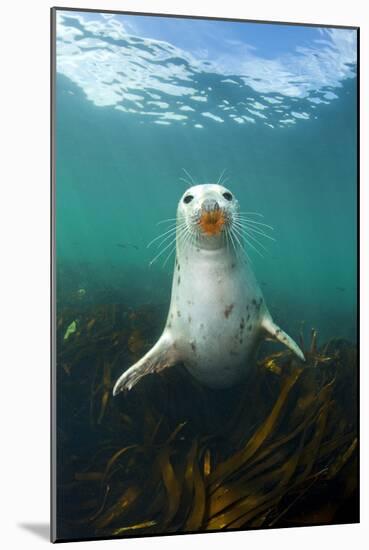 Grey Seal (Halichoerus Grypus) Underwater Amongst Kelp. Farne Islands, Northumberland, England-Alex Mustard-Mounted Photographic Print