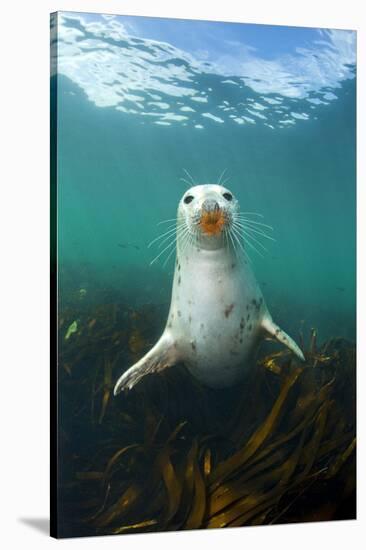 Grey Seal (Halichoerus Grypus) Underwater Amongst Kelp. Farne Islands, Northumberland, England-Alex Mustard-Stretched Canvas