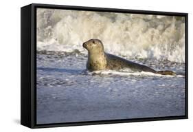 Grey Seal Hauling Out in Surf-null-Framed Stretched Canvas