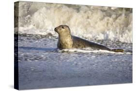 Grey Seal Hauling Out in Surf-null-Stretched Canvas