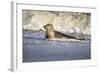 Grey Seal Hauling Out in Surf-null-Framed Photographic Print