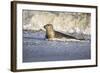 Grey Seal Hauling Out in Surf-null-Framed Photographic Print