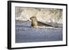 Grey Seal Hauling Out in Surf-null-Framed Photographic Print