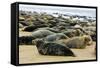 Grey Seal Herd Resting on Sand-Bank-null-Framed Stretched Canvas