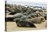 Grey Seal Herd Resting on Sand-Bank-null-Stretched Canvas