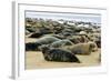 Grey Seal Herd Resting on Sand-Bank-null-Framed Photographic Print