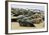 Grey Seal Herd Resting on Sand-Bank-null-Framed Photographic Print