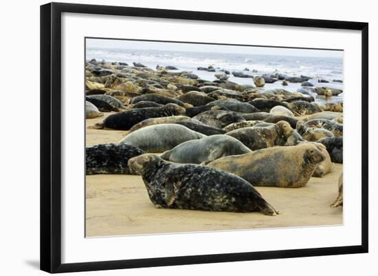 Grey Seal Herd Resting on Sand-Bank-null-Framed Photographic Print