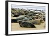 Grey Seal Herd Resting on Sand-Bank-null-Framed Photographic Print