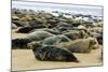 Grey Seal Herd Resting on Sand-Bank-null-Mounted Photographic Print