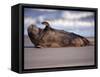 Grey Seal Lying on Beach, UK-Pete Cairns-Framed Stretched Canvas