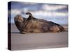 Grey Seal Lying on Beach, UK-Pete Cairns-Stretched Canvas