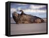 Grey Seal Lying on Beach, UK-Pete Cairns-Framed Stretched Canvas