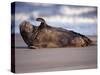 Grey Seal Lying on Beach, UK-Pete Cairns-Stretched Canvas