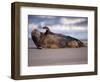 Grey Seal Lying on Beach, UK-Pete Cairns-Framed Premium Photographic Print