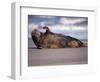 Grey Seal Lying on Beach, UK-Pete Cairns-Framed Premium Photographic Print