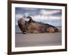 Grey Seal Lying on Beach, UK-Pete Cairns-Framed Photographic Print