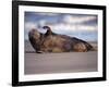 Grey Seal Lying on Beach, UK-Pete Cairns-Framed Photographic Print