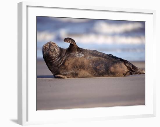 Grey Seal Lying on Beach, UK-Pete Cairns-Framed Photographic Print