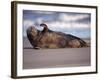 Grey Seal Lying on Beach, UK-Pete Cairns-Framed Photographic Print