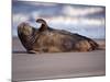 Grey Seal Lying on Beach, UK-Pete Cairns-Mounted Photographic Print