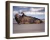 Grey Seal Lying on Beach, UK-Pete Cairns-Framed Photographic Print