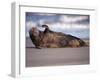 Grey Seal Lying on Beach, UK-Pete Cairns-Framed Photographic Print