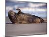 Grey Seal Lying on Beach, UK-Pete Cairns-Mounted Photographic Print