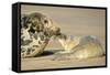 Grey Seal Mother and Newborn Pup Taking Stock-null-Framed Stretched Canvas
